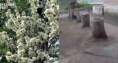 Без объяснения: у одного из детских садов Кировской области вырубили многолетие декоративные яблони 