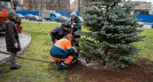 В Кирове высадили голубые ели, привезенные из Кабардино-Балкарии