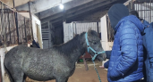 "Конюшня обанкротилась, лошадей отправили мяснику": в Кирове спасли кобылу, которую ждала смерть 