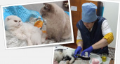 В Кировской области ветеринары спасли усатого члена семьи