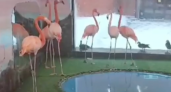 Фламинго из Кировской области перевезли в зоопарк Ижевска