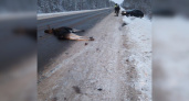 За месяц жители Кировской области девять раз неудачно встретились с животными на дорогах