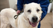 В Кирове спасли собаку, которая могла погибнуть без срочной операции
