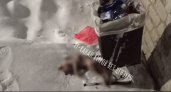 "Выкинули на мороз": кировчане возмутились очередной жестокой выходкой в отношении животного