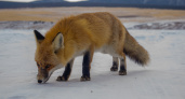 Из-за больной лисицы в одном из районов Кировской области ввели карантин по бешенству