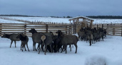 В Кировской области планируют открыть туристическую базу вблизи экофермы с благородными оленями