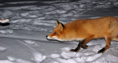 В Кировской области заметили бешеную лисицу