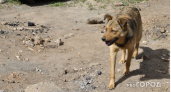 В Подосиновском районе ребенку, покусанному собакой, выплатят компенсацию