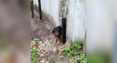 В Кирово-Чепецке нашли новую семью для пса, которого пыталась умертвить хозяйка