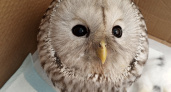 В Кирове нашли Уральскую неясыть: у совы обнаружили букет болезней