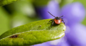 Клещи забьются в конвульсиях от этого запаха: достаточно нескольких капель простейшего средства