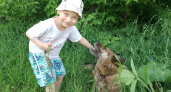 "Собака - это оружие": ОЗС жестко ответили кировским зоозащитникам, бьющим тревогу из-за ПВС-"концлагерей" для животных