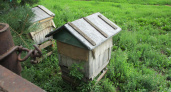 Жителей деревни под Вятскими Полянами атаковали агрессивные пчелы