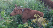 Стала известна судьба лосенка, спасенного в лесах Кировской области