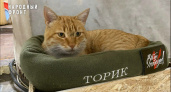 Кировские волонтеры сделали уютную лежанку для кота Торика, попавшего в зону СВО