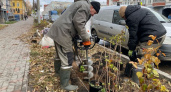 Кировские скверы украсят голубые ели и горные сосны