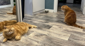 В Лальске мать с дочерью разняли двух дерущихся котов и получили предостережения