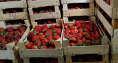 4,4 тонны кыргызской клубники окажутся на прилавках магазинов Кировской области