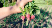 5 ложек на ведро — и редис полезет словно на дрожжах: вырастет мощным и сочным — обязательная подкормка в мае