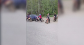 "Дендропарк превратился в гоночную трассу!": кировчане жалуются на катающихся по аллеям парка подростков на питбайках