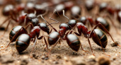 Муравьи "пакуют чемоданы" вместе с царицей - как избавиться от муравьев на участке с помощью обычного порошка
