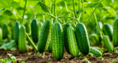 Огурцы "завалят" урожаем: сыплю 1 ложку под корень - будут плодоносить до октября