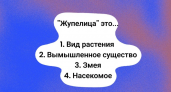  Что такое "жупелица": если вы не уверены, дайте свободу "шестому чувству" — какая версия верная?