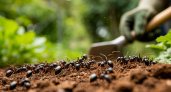 Муравьи уходят сами через сутки после такого лакомства: никакой химии и хлопот