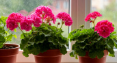 Крошку в горшок - и герань как подменили: листва больше не желтеет, а бутоны полезли даже на молодых черенках