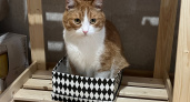 В Кирово-Чепецке появилась гостиница для кошек