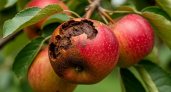 Яблоки гниют прямо на дереве - это монилиоз: как распознать и спасти урожай  