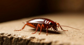 Избавились от нашествия тараканов дешевым средством: оно оказалось в 10 раз эффективнее химикатов