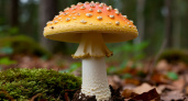 Смертельно опасные грибы средней полосы России: как распознать и избежать отравления
