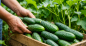 Не зола и не коровяк: вот чем полить огурцы в июле – с одного куста собираем по 7 килограммов зеленцов