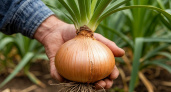 Луковица с два кулака: даем луку в июле, и он отблагодарит богатым урожаем