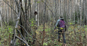  Грибные и ягодные районы Кировской области: список мест, откуда с пустой корзиной не вернешься