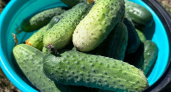 Простой рецепт огурцов "по-фински": нарезала, залила и готово - хит заготовок прошлого года