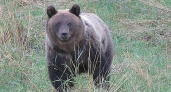 Сезон охоты на медведя открывается в Кировской области с 1 августа