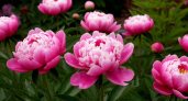 Пионам в августе - обязательно: рассказываю тот самый секрет пышного цветения