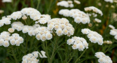 Многолетник-невеста: вот как вырастить на даче цветы-жемчужины