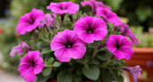 5 гр. на 10 л. - и петуния радует глаз до самых заморозков: соседи шеи сворачивают, когда мимо проходят