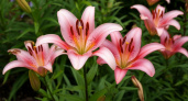 В конце августа самое время для посадки лилий - вот что необходимо цветам для пышного цветения