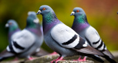 Как голуби стали символом СССР и почему их время "прошло"
