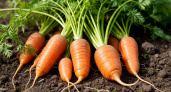 Морковь в августе еще растет: дайте ей 1 ложку «мощного» удобрения - и за 3 недели она станет в 2 раза крупнее