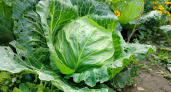 Не дайте капусте пропасть! Правильный сбор урожая — вот залог сочности и хруста