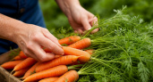 Когда собирать морковь в сезоне 2025: лунный календарь и советы по уборке