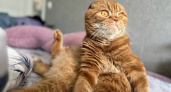 Почему кошка кусается, когда ее гладишь - ответил ветеринар