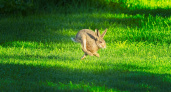 Увидели зайца в лесу - бегите сверкая пятками: вот почему "серенький трусишка" человеку совсем не друг