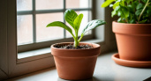 Почему комнатные растения из магазина часто погибают: 5 причин, когда виноват сам покупатель