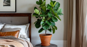Идеальное решение для спальни: эти 7 чудо-растений очистят воздух и украсят интерьер 
